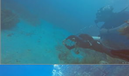 海洋高清短视频